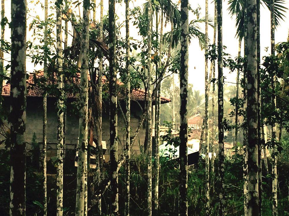 Vedanta Wake Up Wayanad Edakkal Caves Ξενοδοχείο Ambalavayal Εξωτερικό φωτογραφία